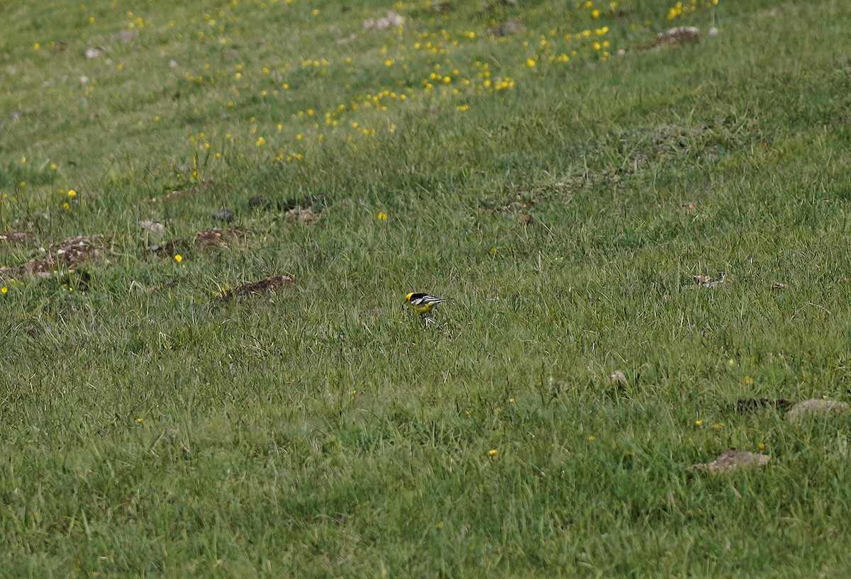 Citrine Wagtail - Miguel Guimaraes