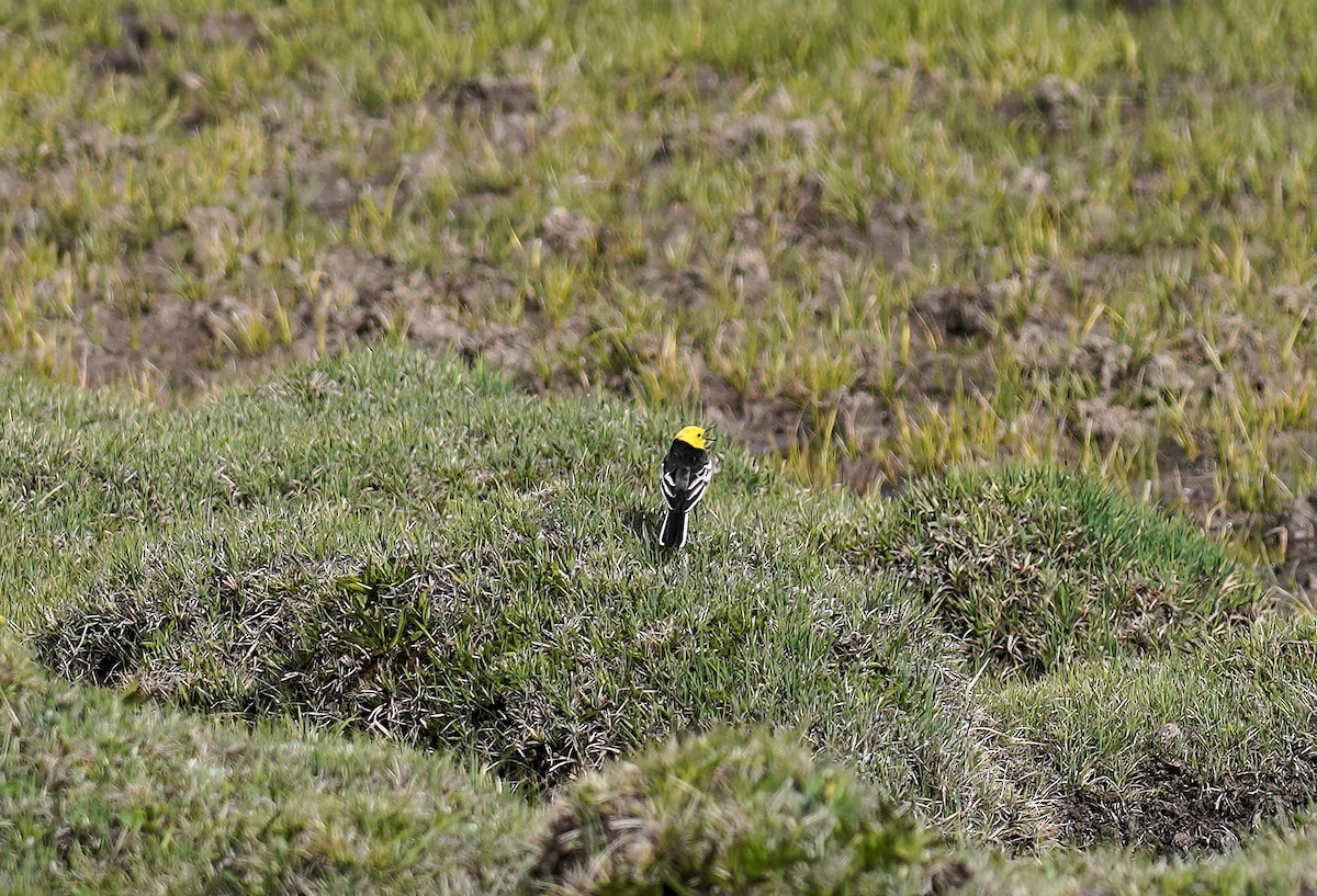 Citrine Wagtail - Miguel Guimaraes