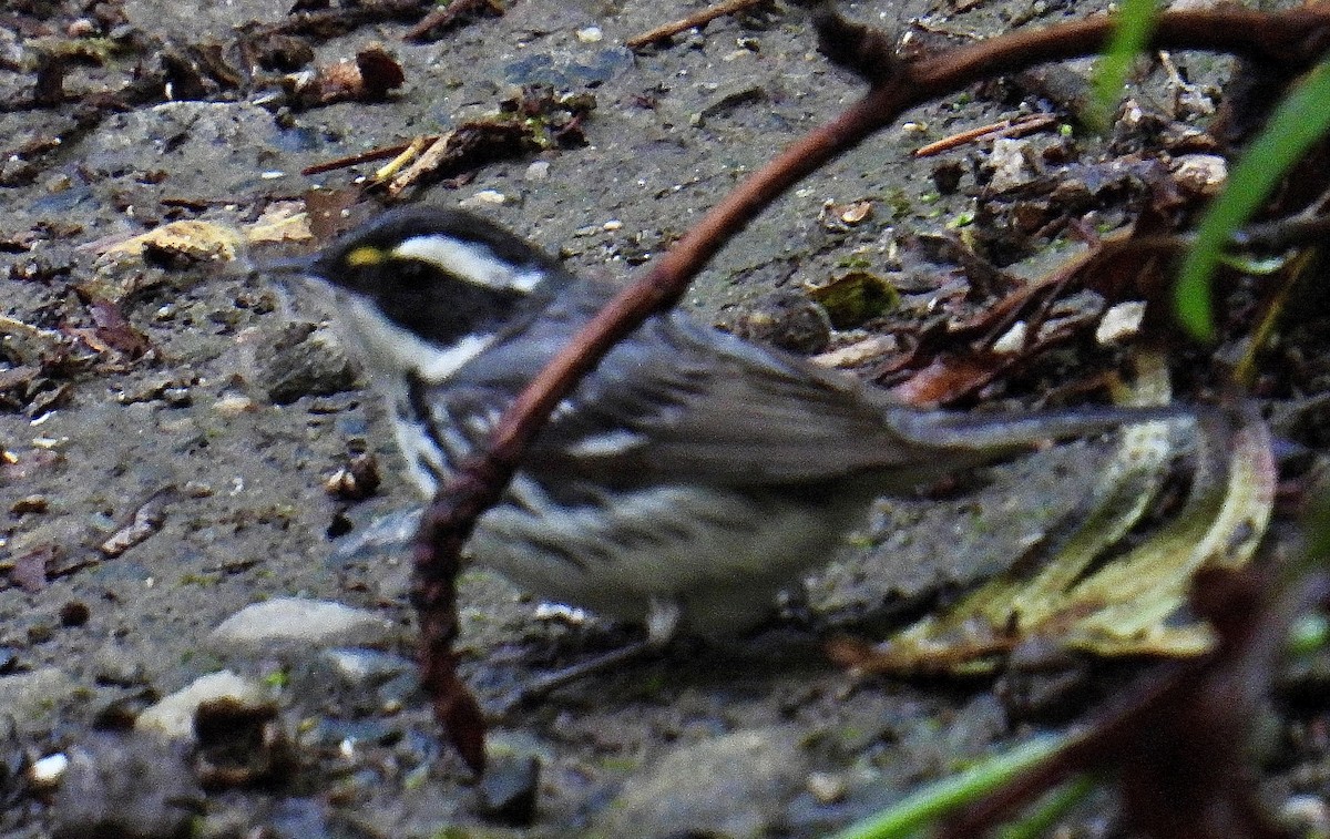 Black-throated Gray Warbler - Eli Rodich