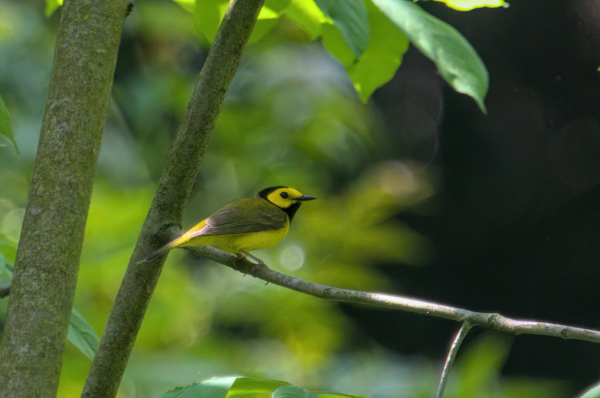 Hooded Warbler - Zach Kemp