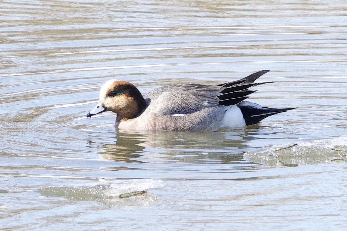 Eurasian x American Wigeon (hybrid) - ML619443635