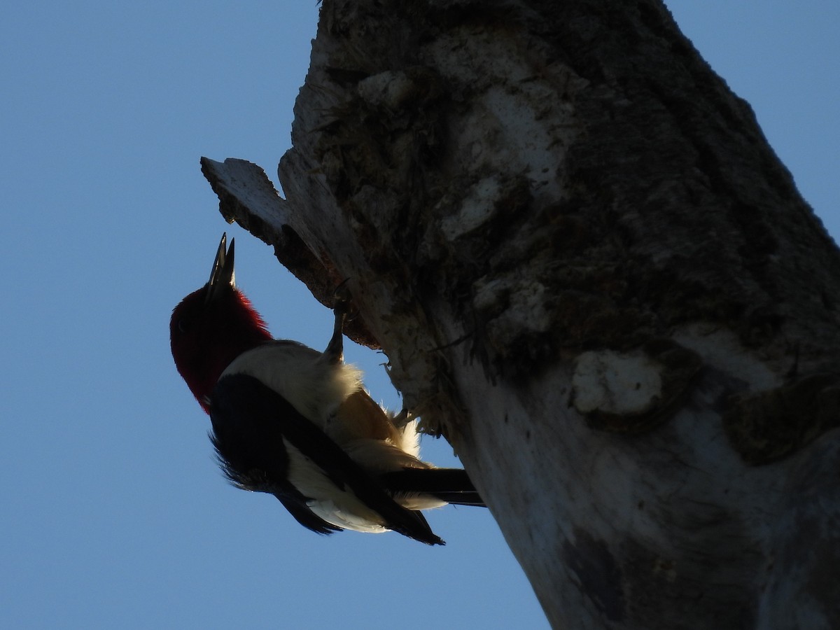 Red-headed Woodpecker - Riley Saxton