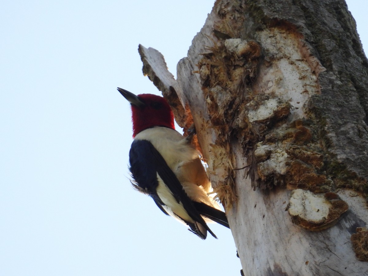 Red-headed Woodpecker - Riley Saxton