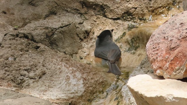 Black-crested Titmouse - ML619443644