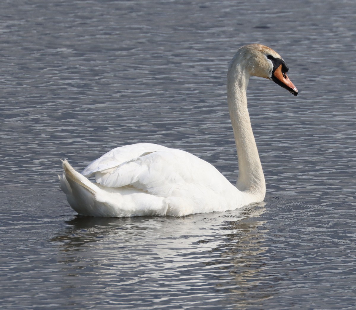 Mute Swan - Mark Ross