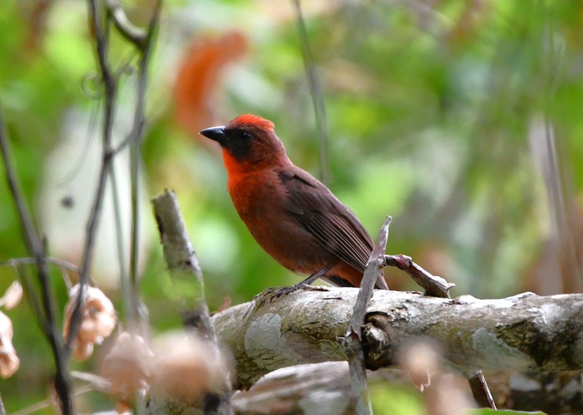 Red-throated Ant-Tanager (Red-throated) - Dan Bormann