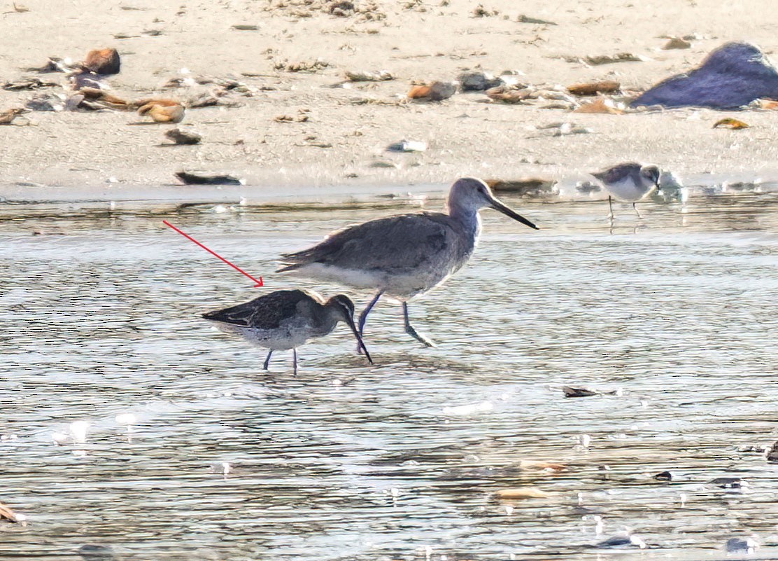 Long-billed Dowitcher - ML619443650