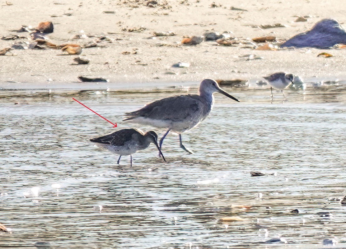 langnebbekkasinsnipe - ML619443650