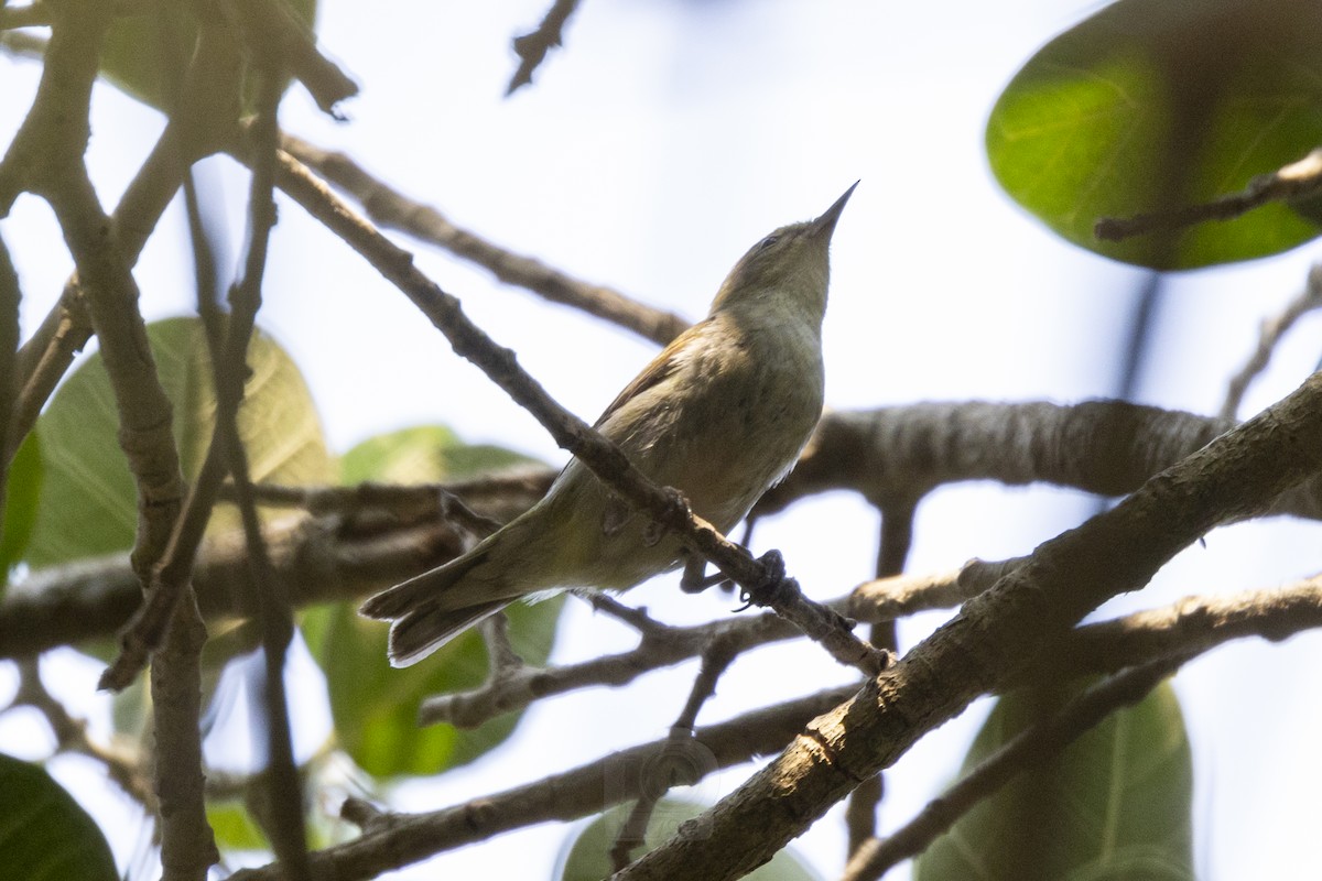 Tennessee Warbler - ML619443652