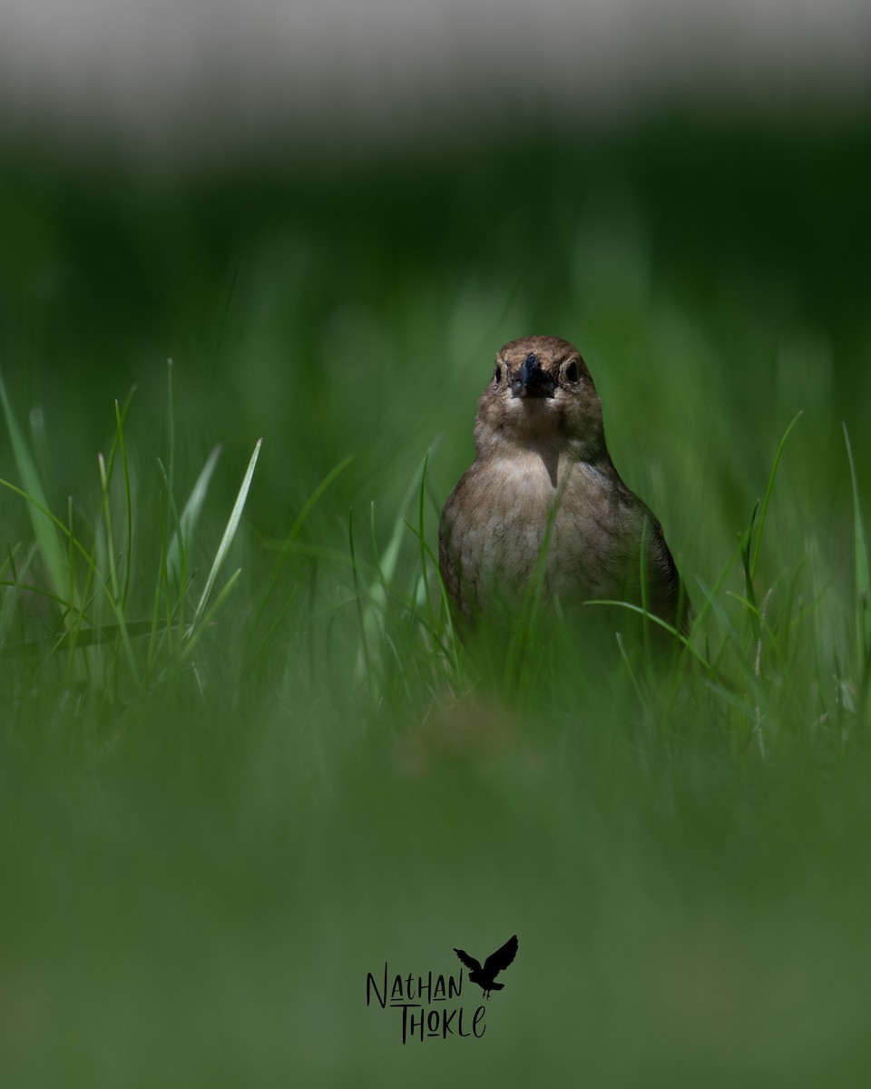 Brown-headed Cowbird - Nathan Thokle