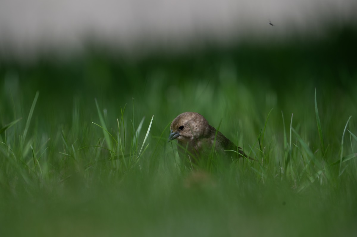 Brown-headed Cowbird - Nathan Thokle