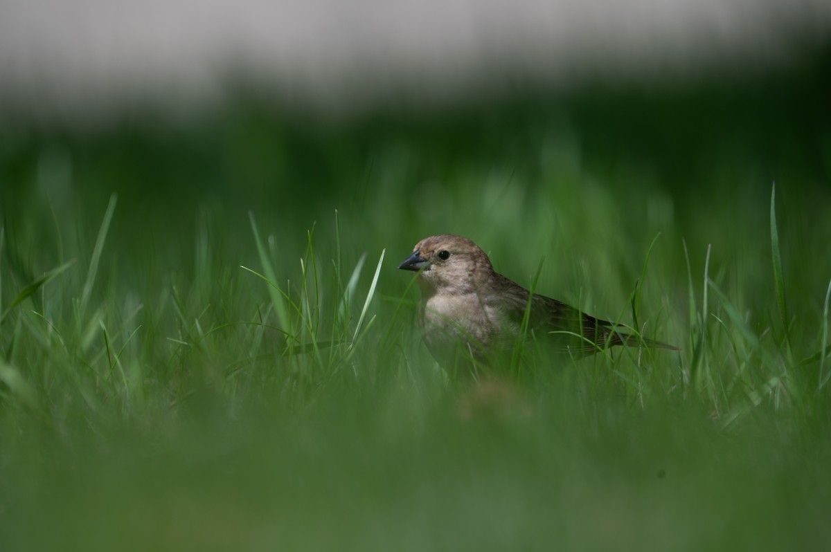 Brown-headed Cowbird - Nathan Thokle