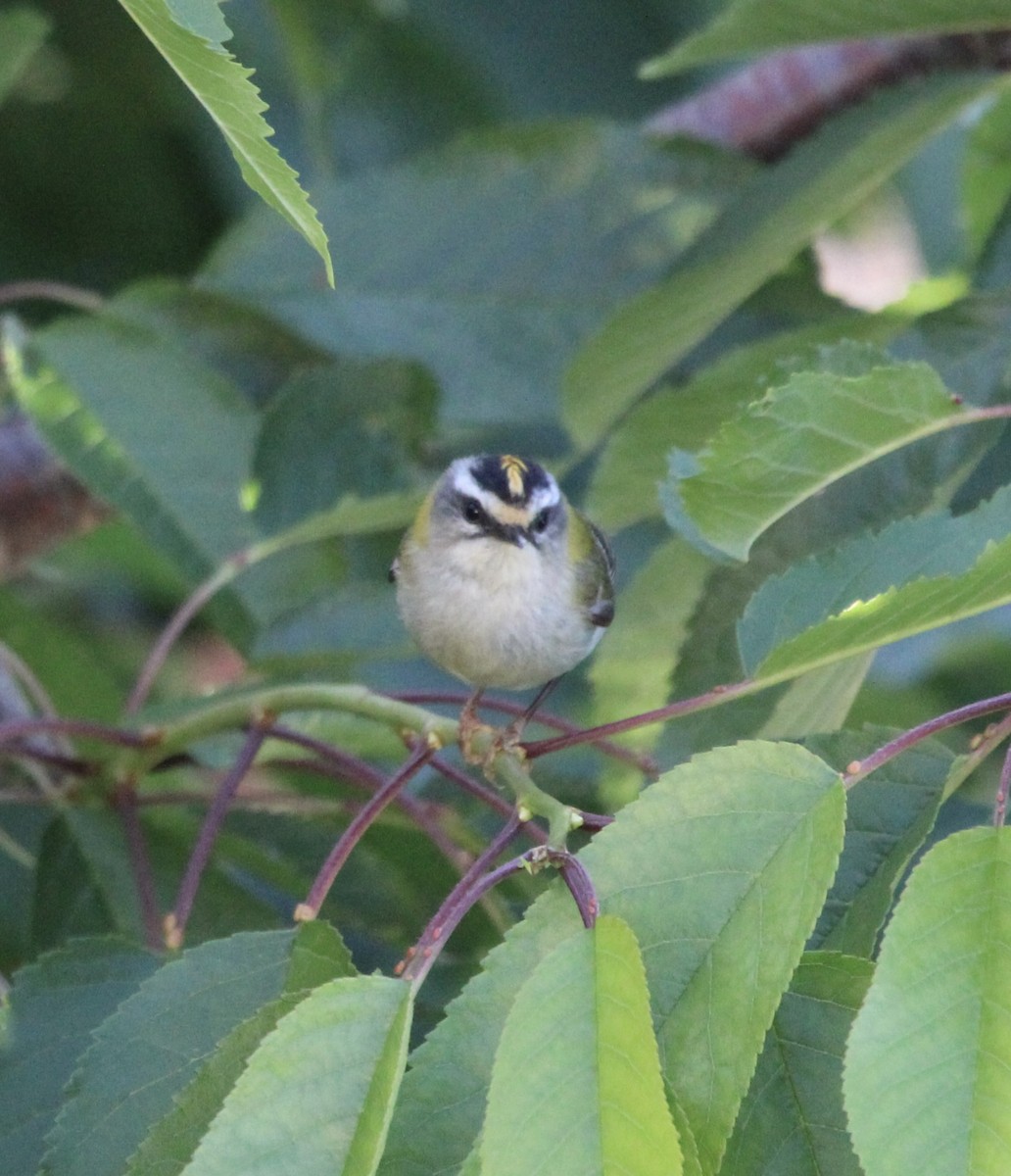 Common Firecrest - Randy Maharaj