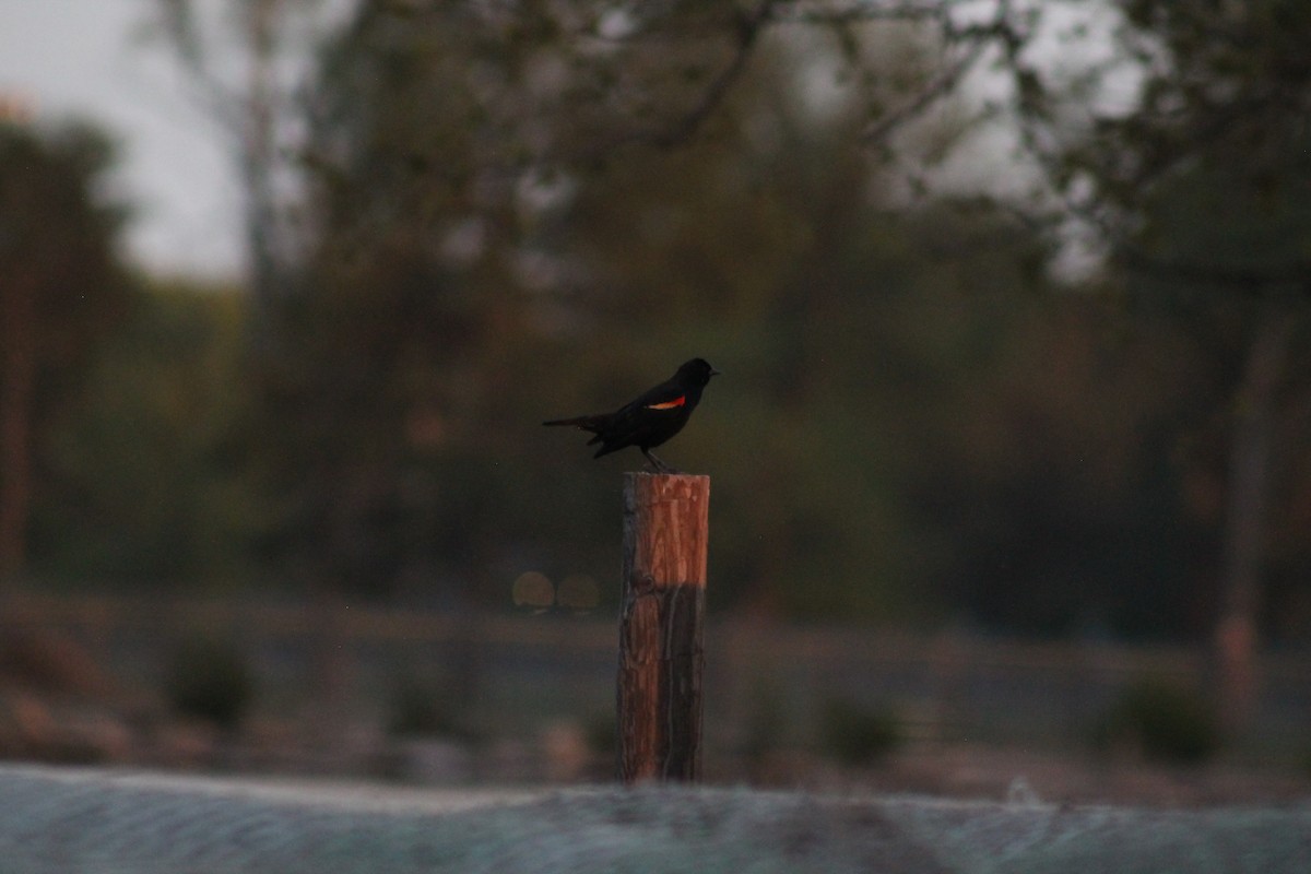 Red-winged Blackbird - Hayley Miles