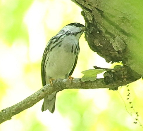 Blackpoll Warbler - ML619443663