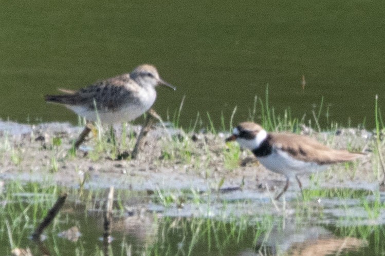 White-rumped Sandpiper - ML619443667