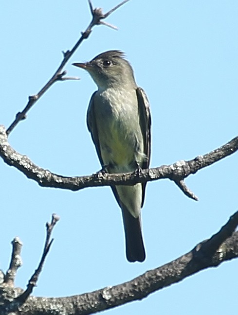 Eastern Wood-Pewee - sicloot