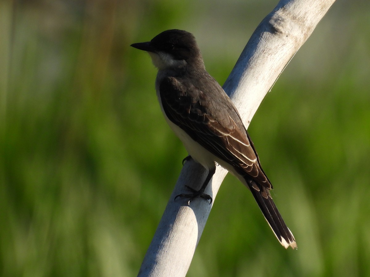 Eastern Kingbird - Riley Saxton