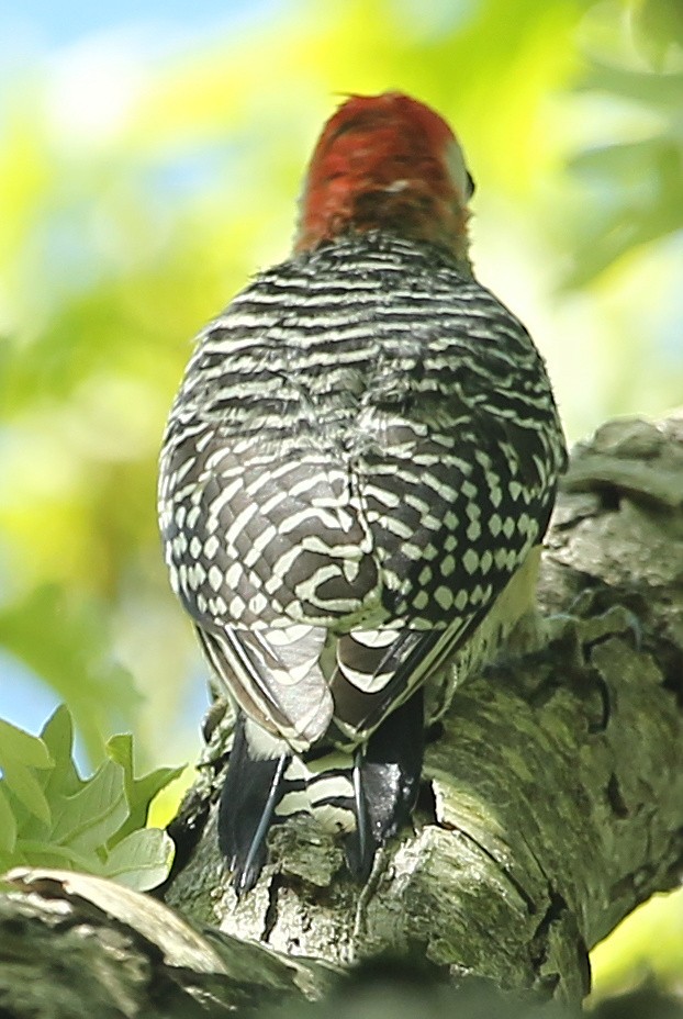 Red-bellied Woodpecker - sicloot