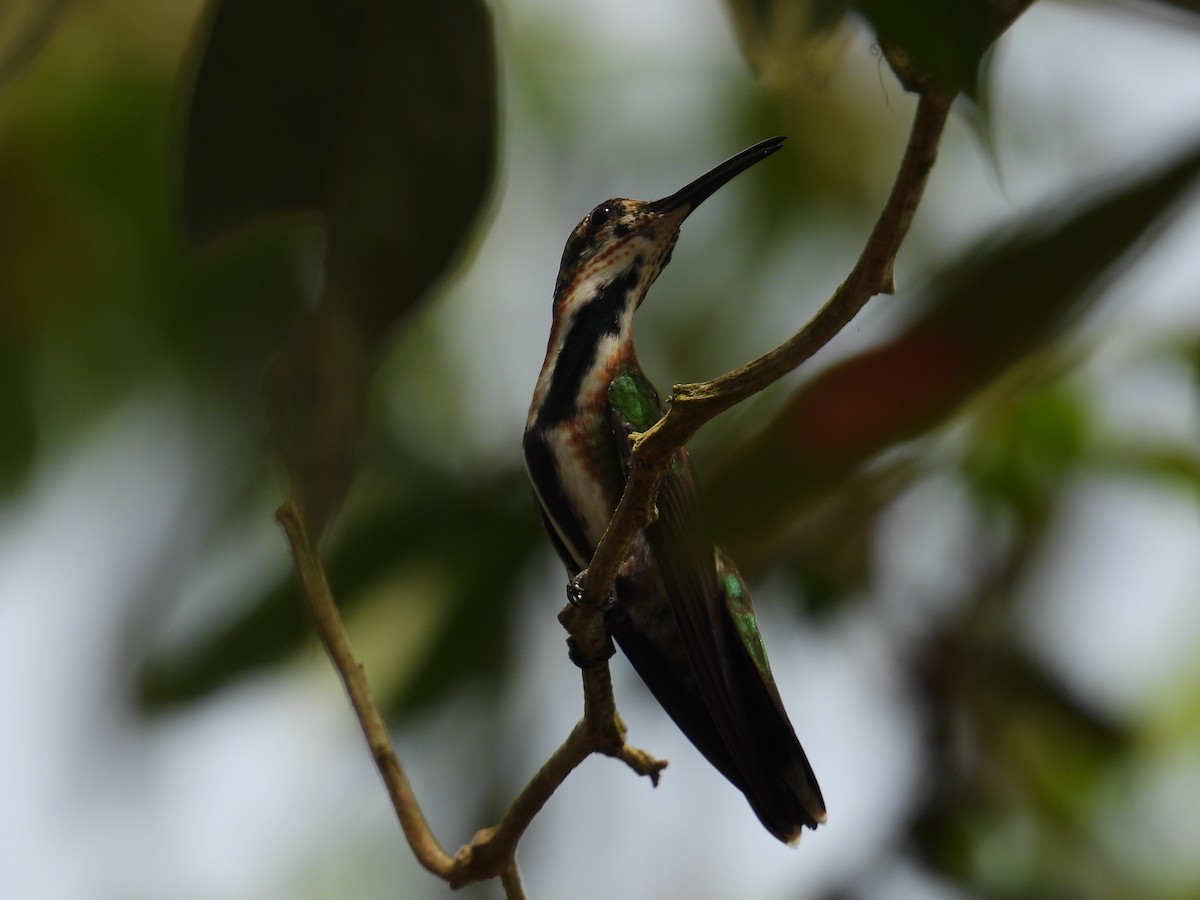 Green-breasted Mango - Johser Nature