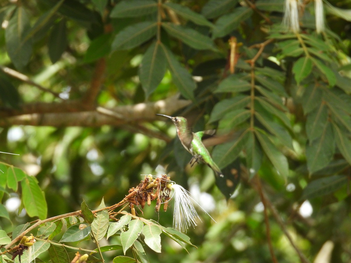 Green-breasted Mango - Johser Nature