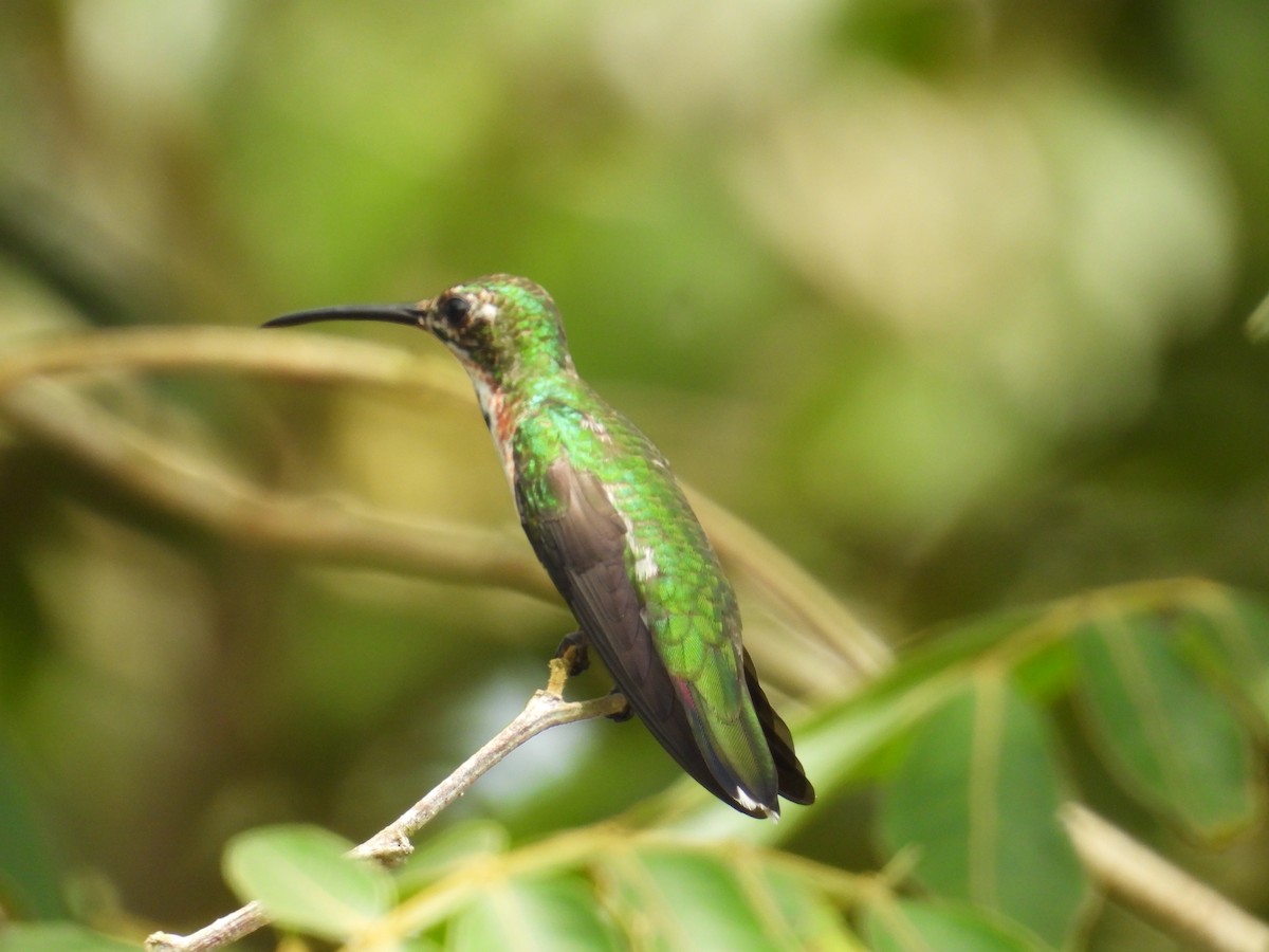 Green-breasted Mango - Johser Nature