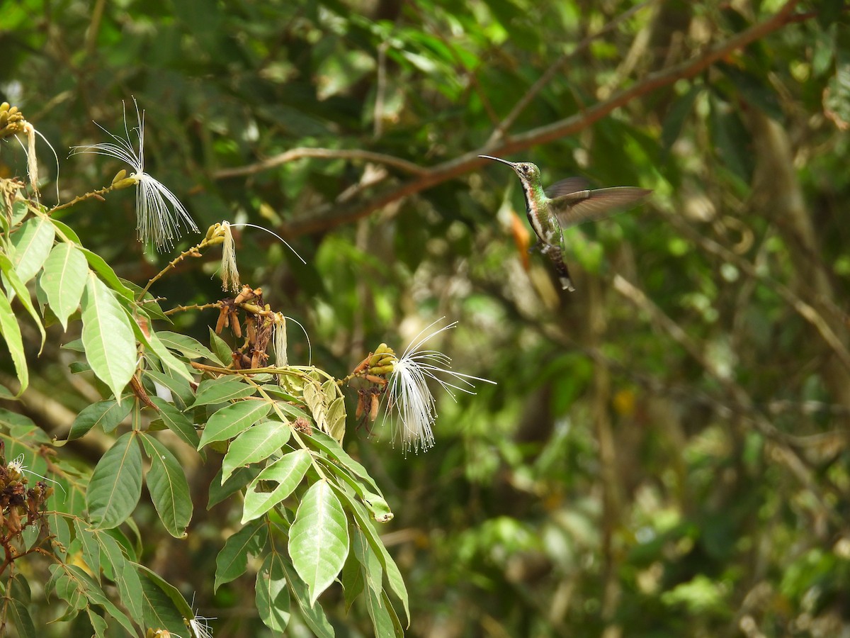 Green-breasted Mango - Johser Nature