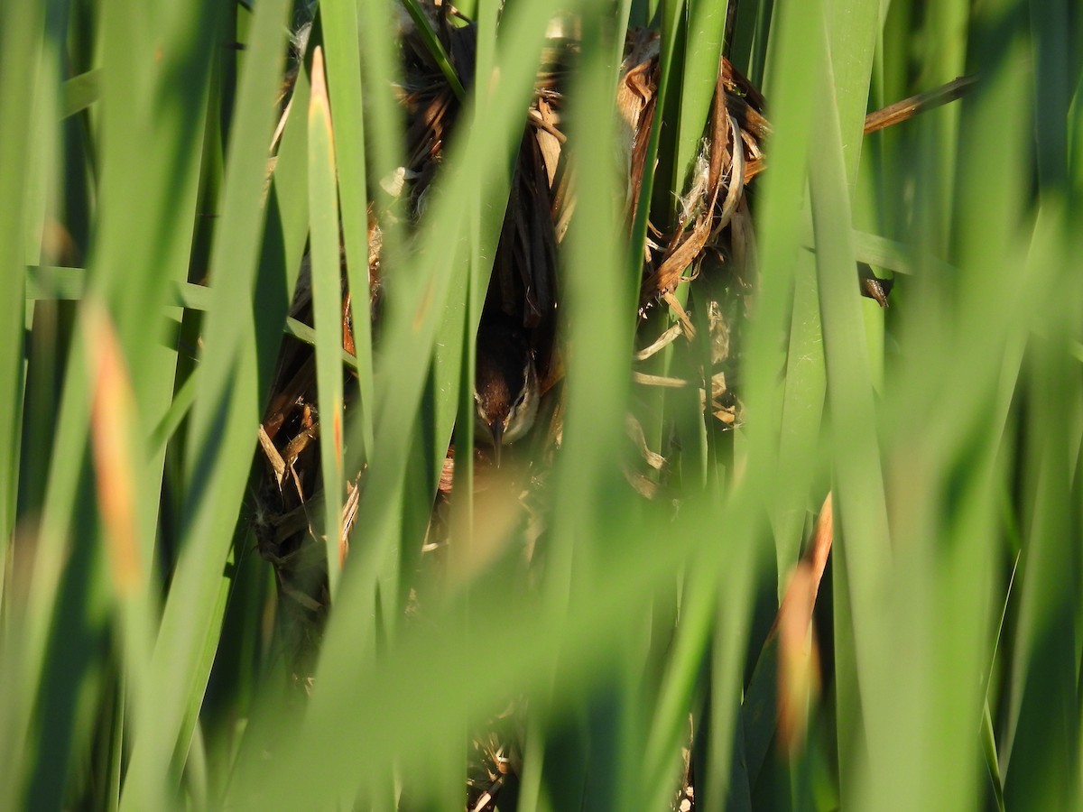 Marsh Wren - Riley Saxton