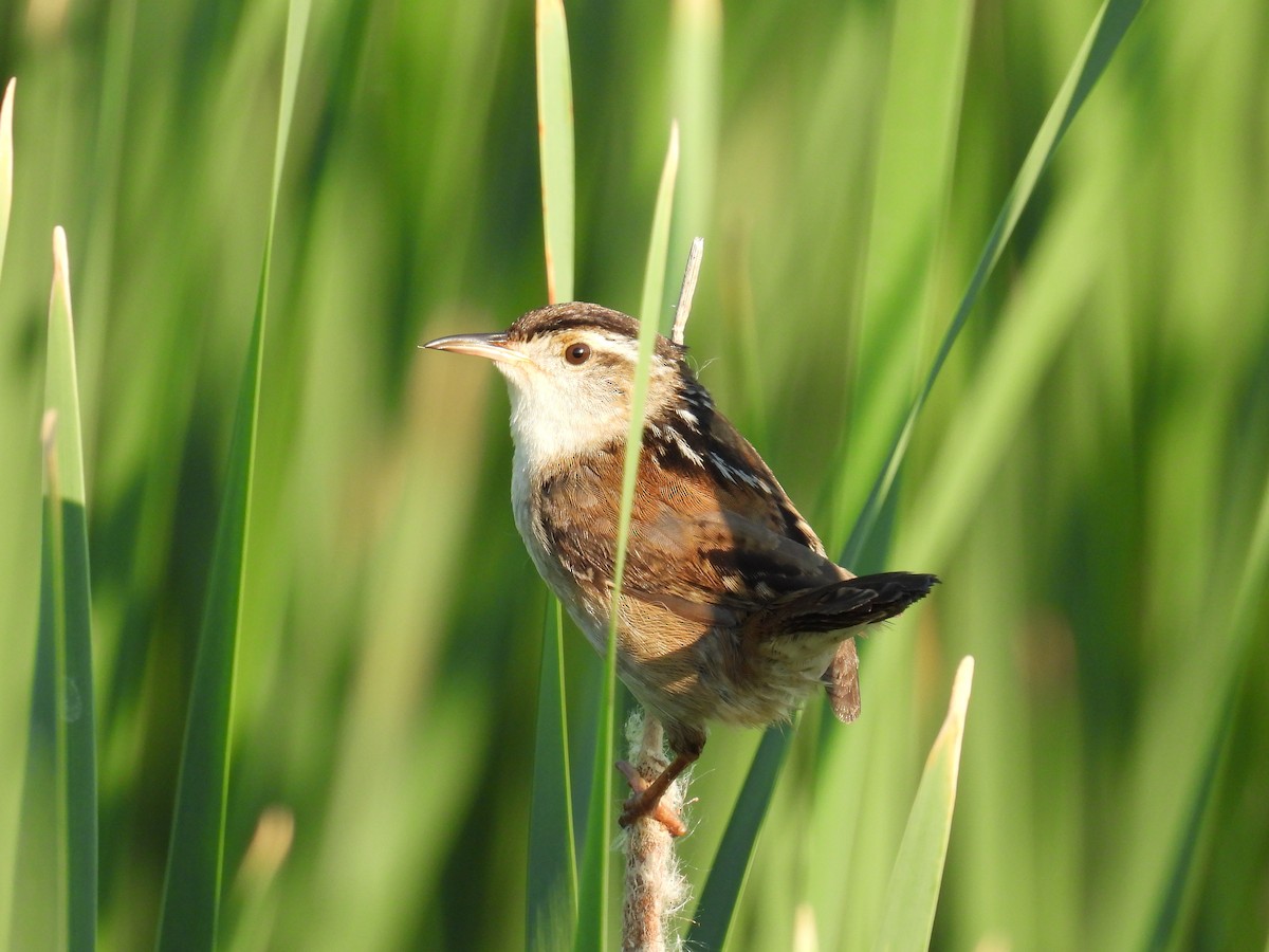 Marsh Wren - Riley Saxton