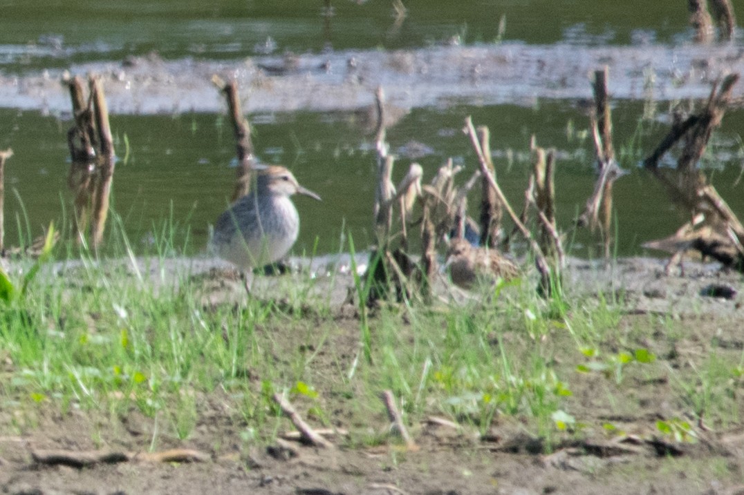 White-rumped Sandpiper - ML619443694