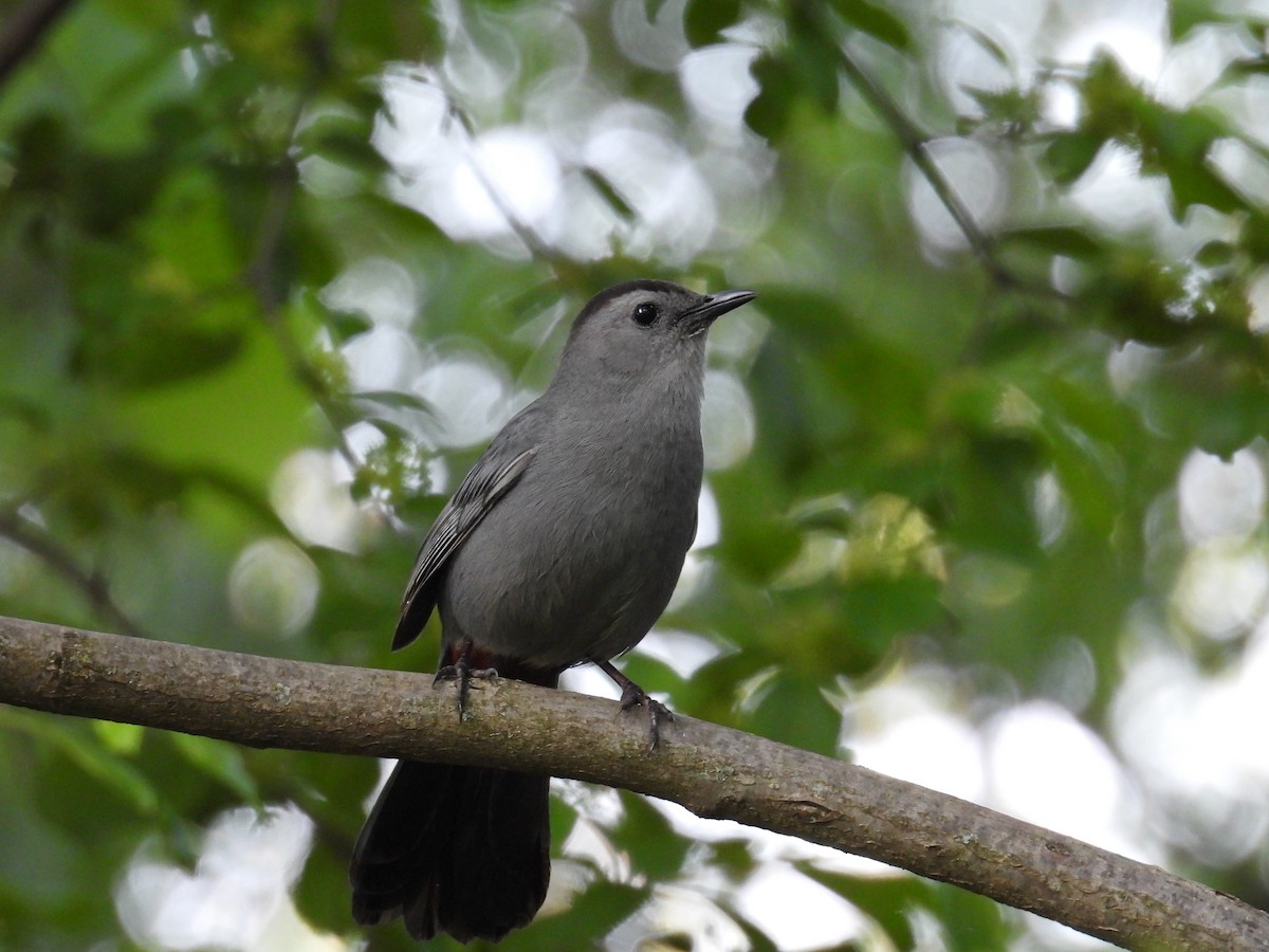 Gray Catbird - Riley Saxton