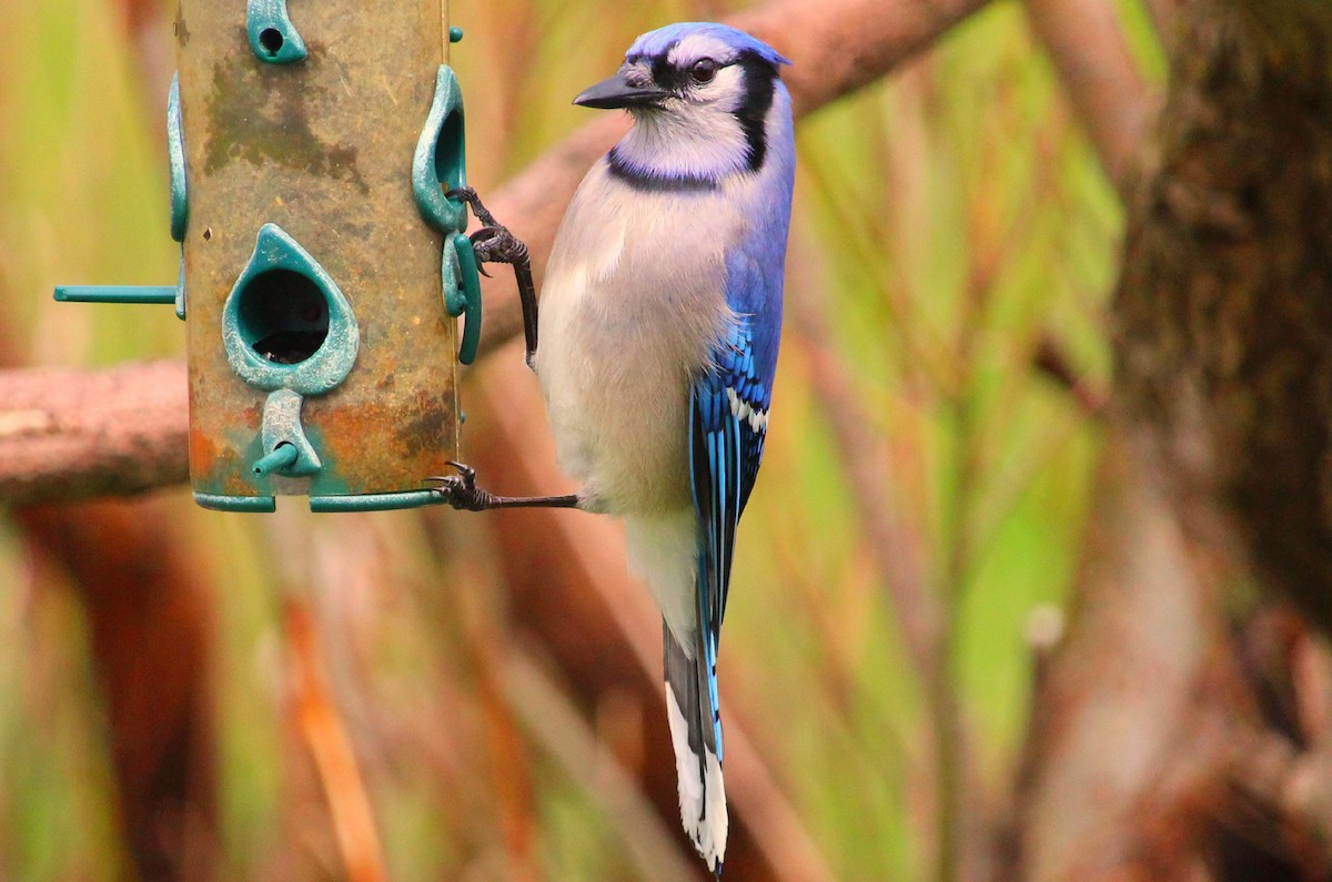 Blue Jay - Dorina Déraspe