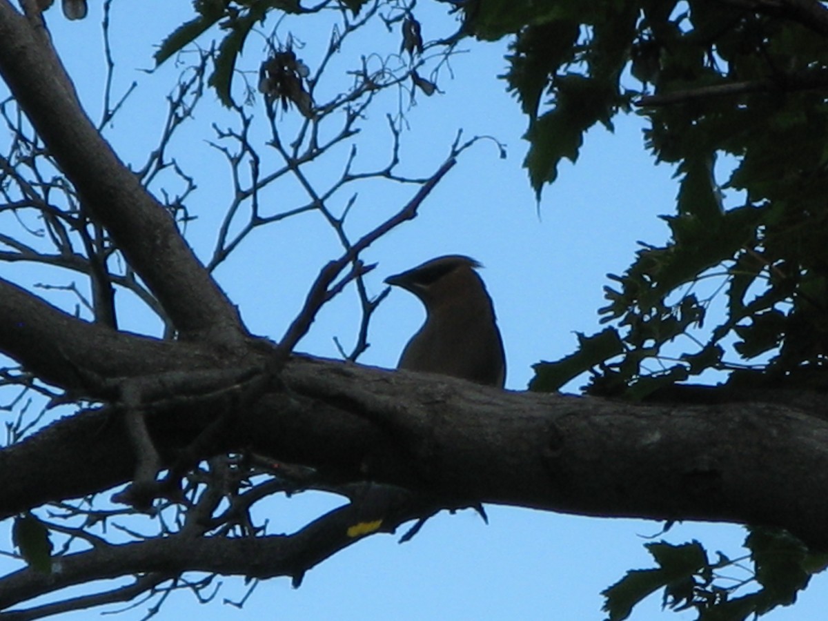 Cedar Waxwing - ML61944371