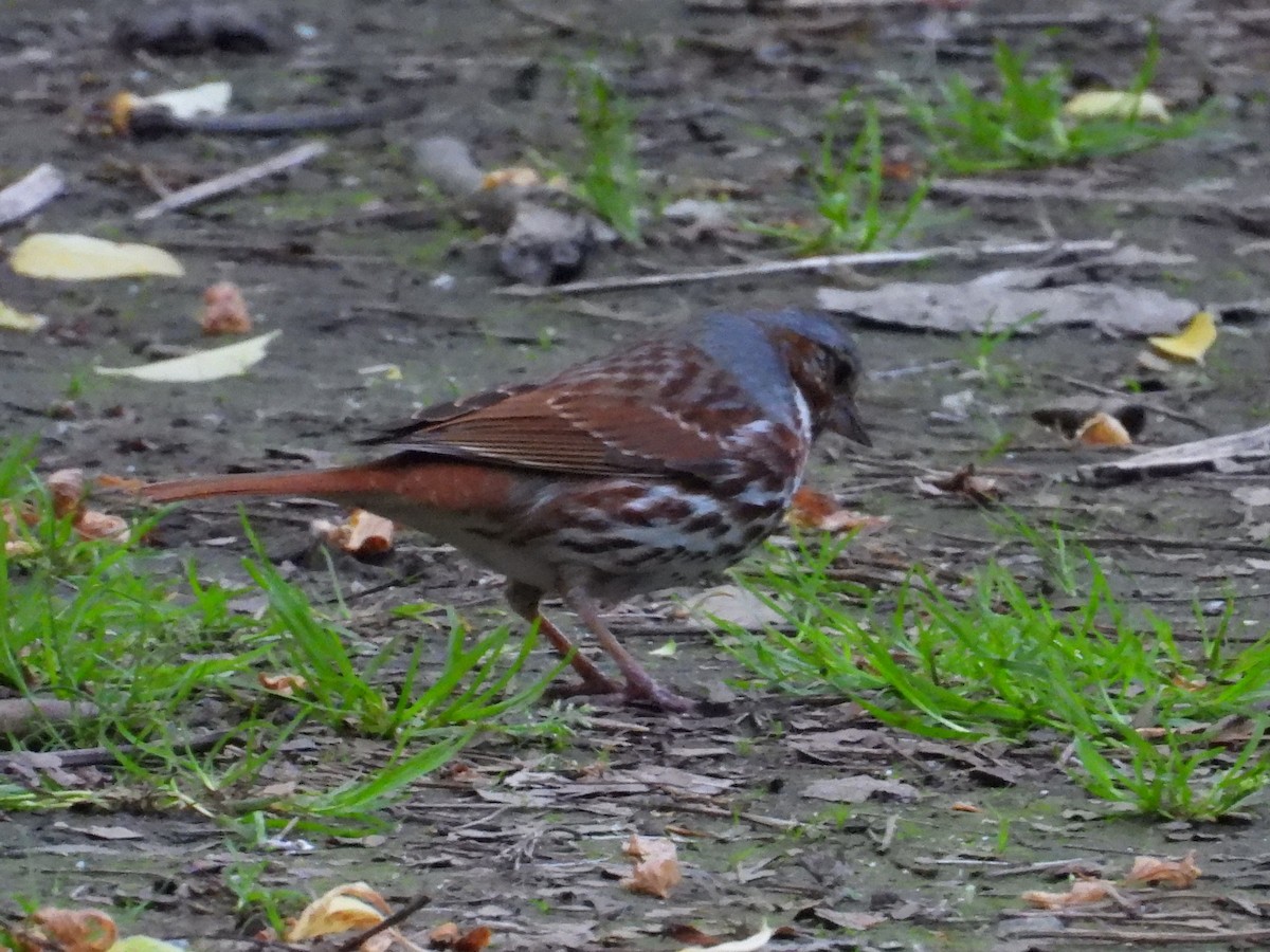 Fox Sparrow - Riley Saxton