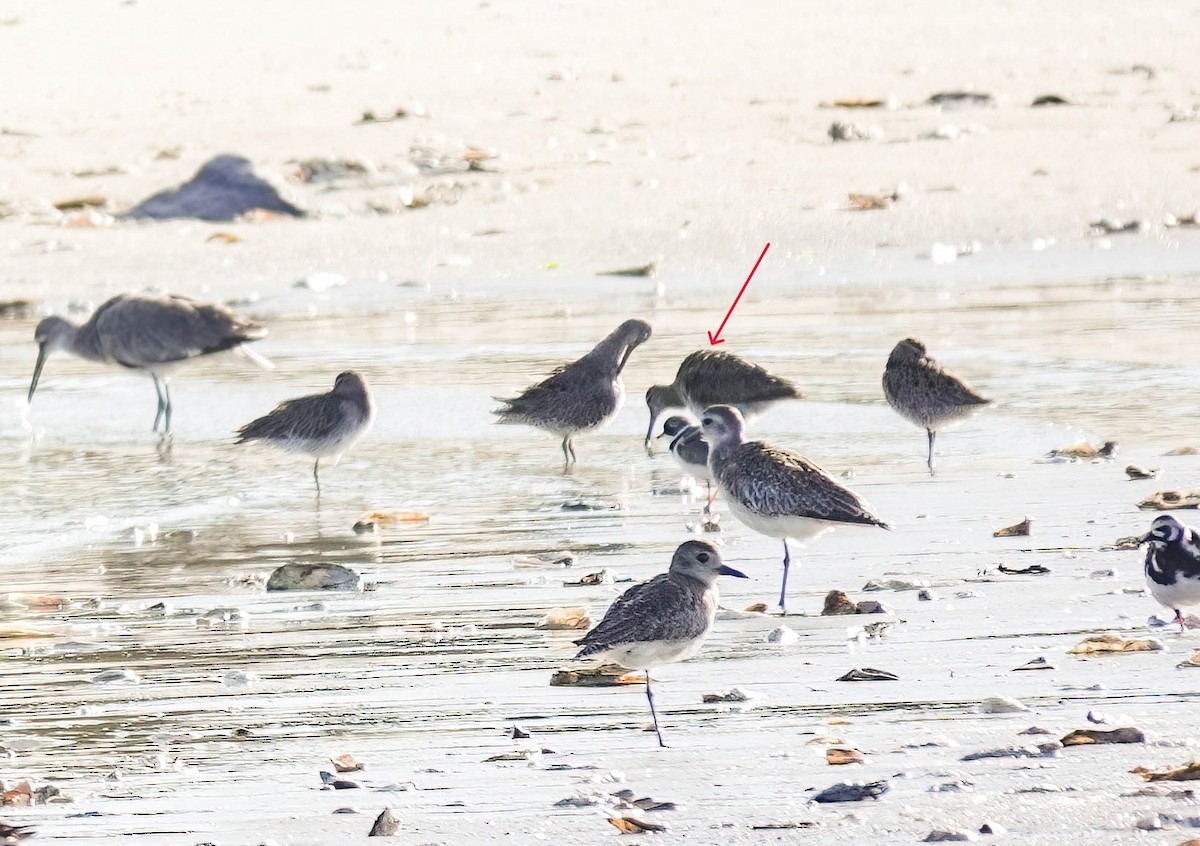 Long-billed Dowitcher - ML619443712