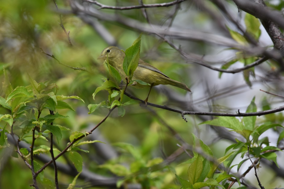 Orange-crowned Warbler - Ben Stubbs