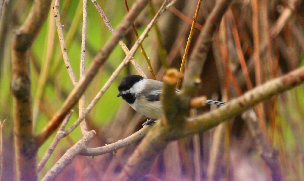 Black-capped Chickadee - Dorina Déraspe