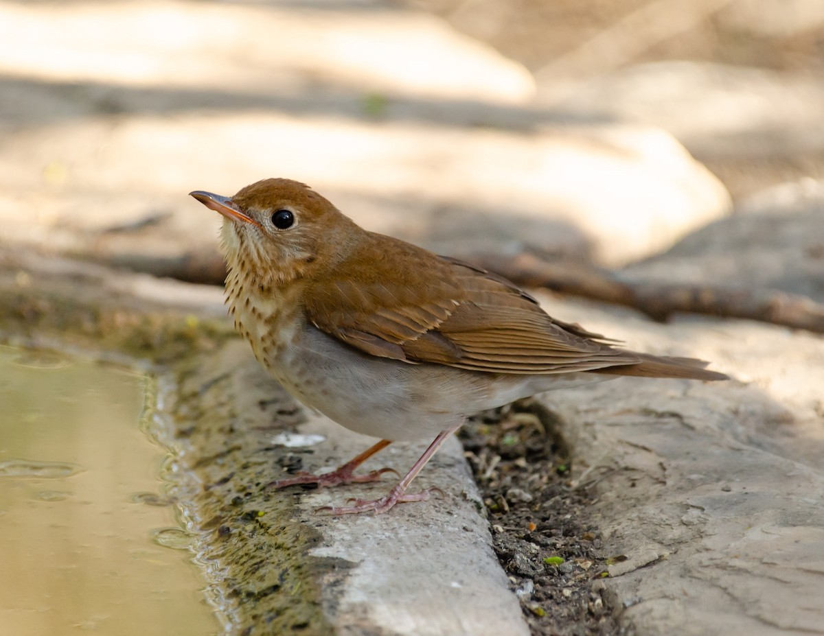 Veery - Andrea Salas