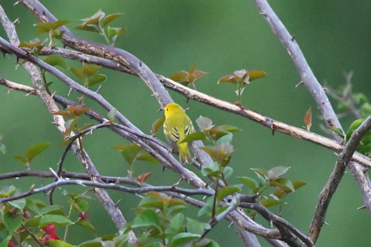 Yellow Warbler (Mangrove) - Dan Bormann