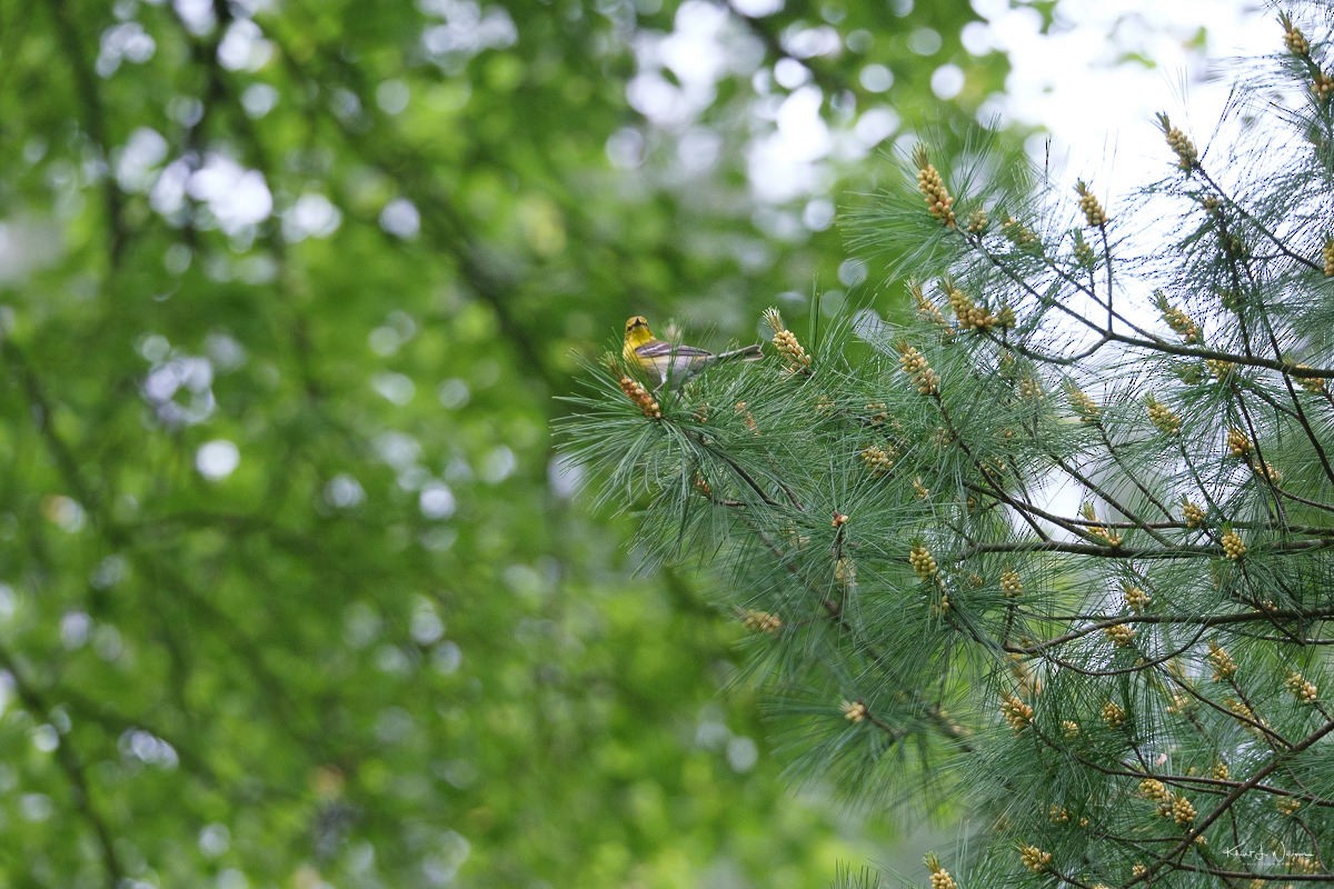 Pine Warbler - Khürt Williams