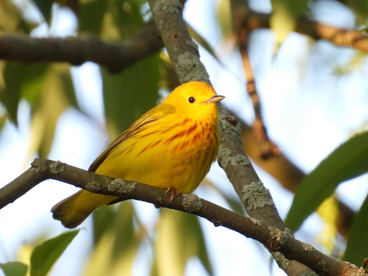 Yellow Warbler - Riley Saxton