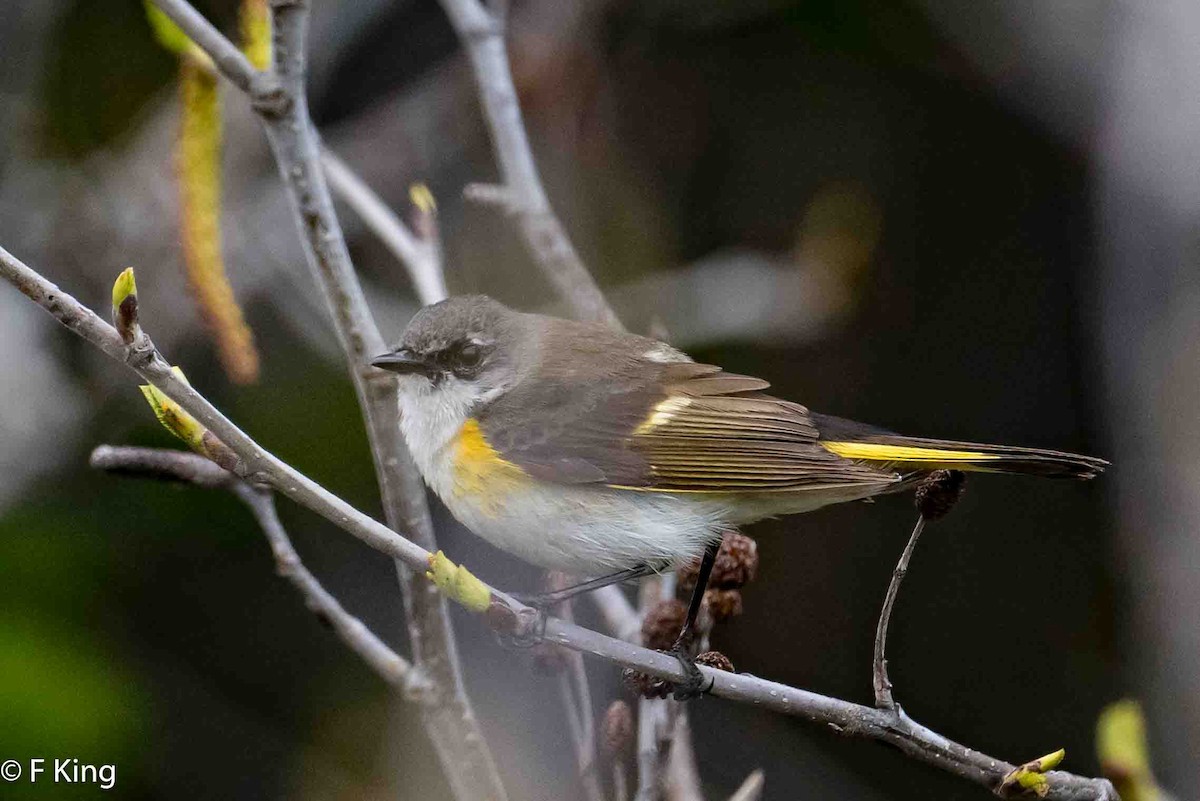 American Redstart - Frank King