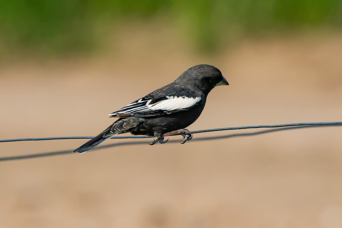 Lark Bunting - Gordon Starkebaum