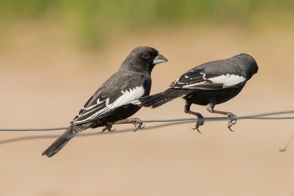 Lark Bunting - Gordon Starkebaum