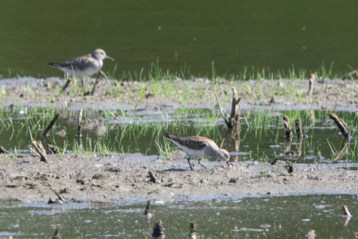 White-rumped Sandpiper - ML619443769