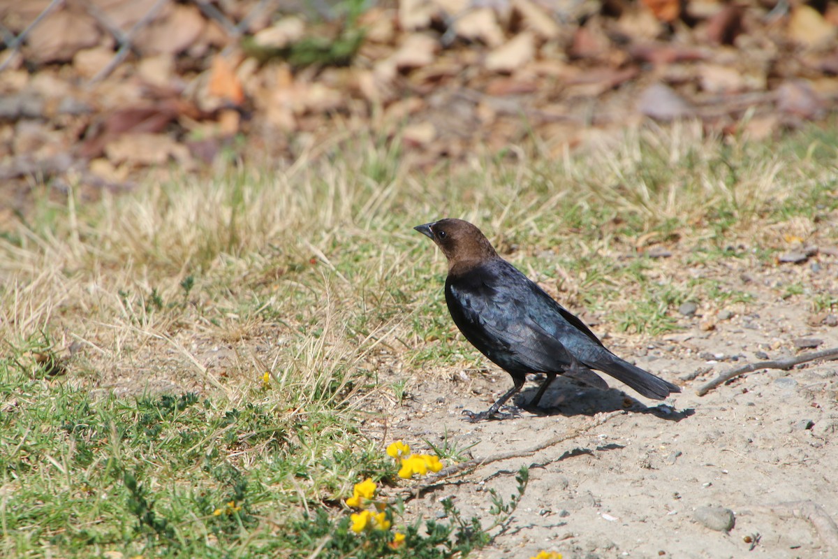 Brown-headed Cowbird - Doug Henderson