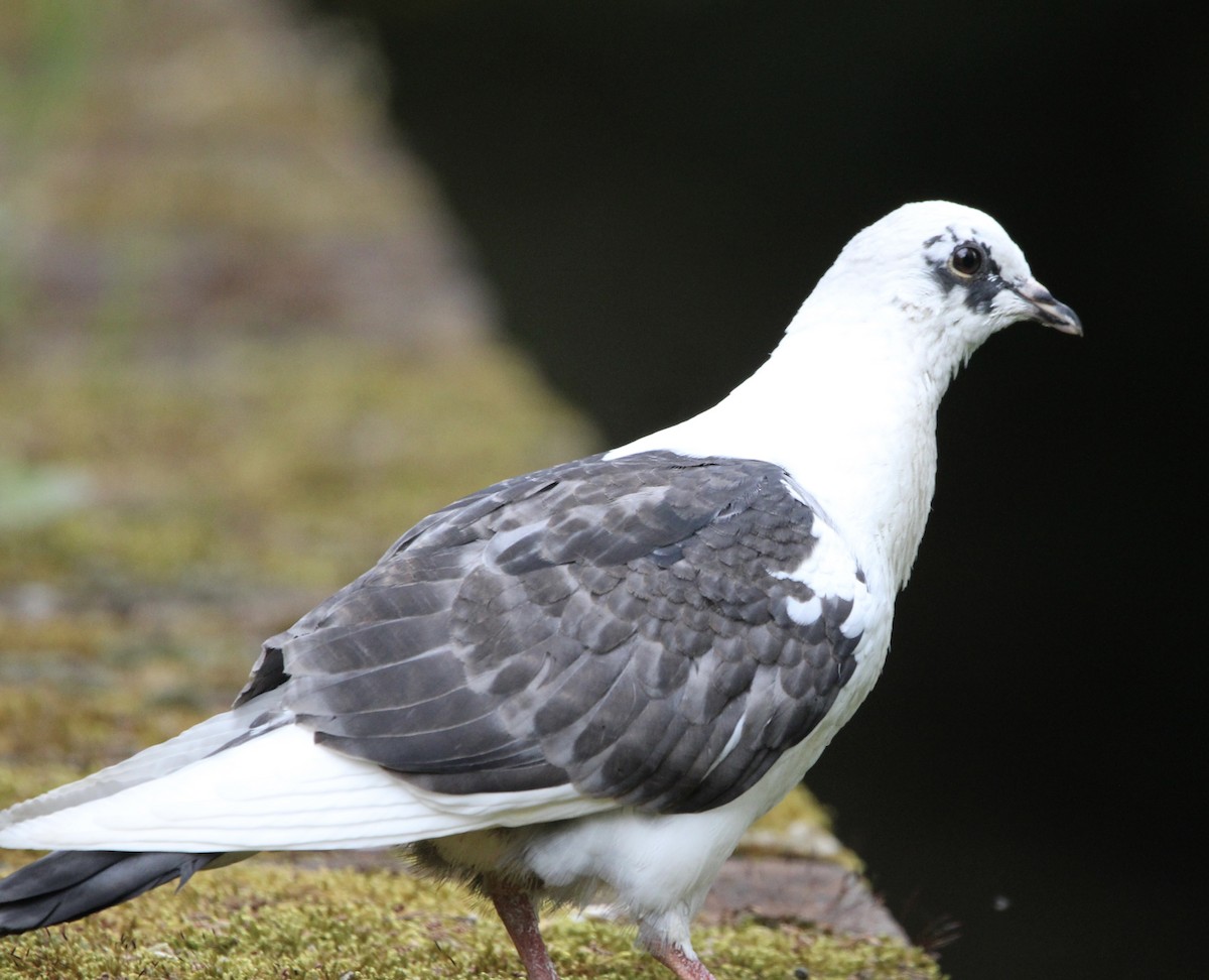 Rock Pigeon (Feral Pigeon) - Randy Maharaj