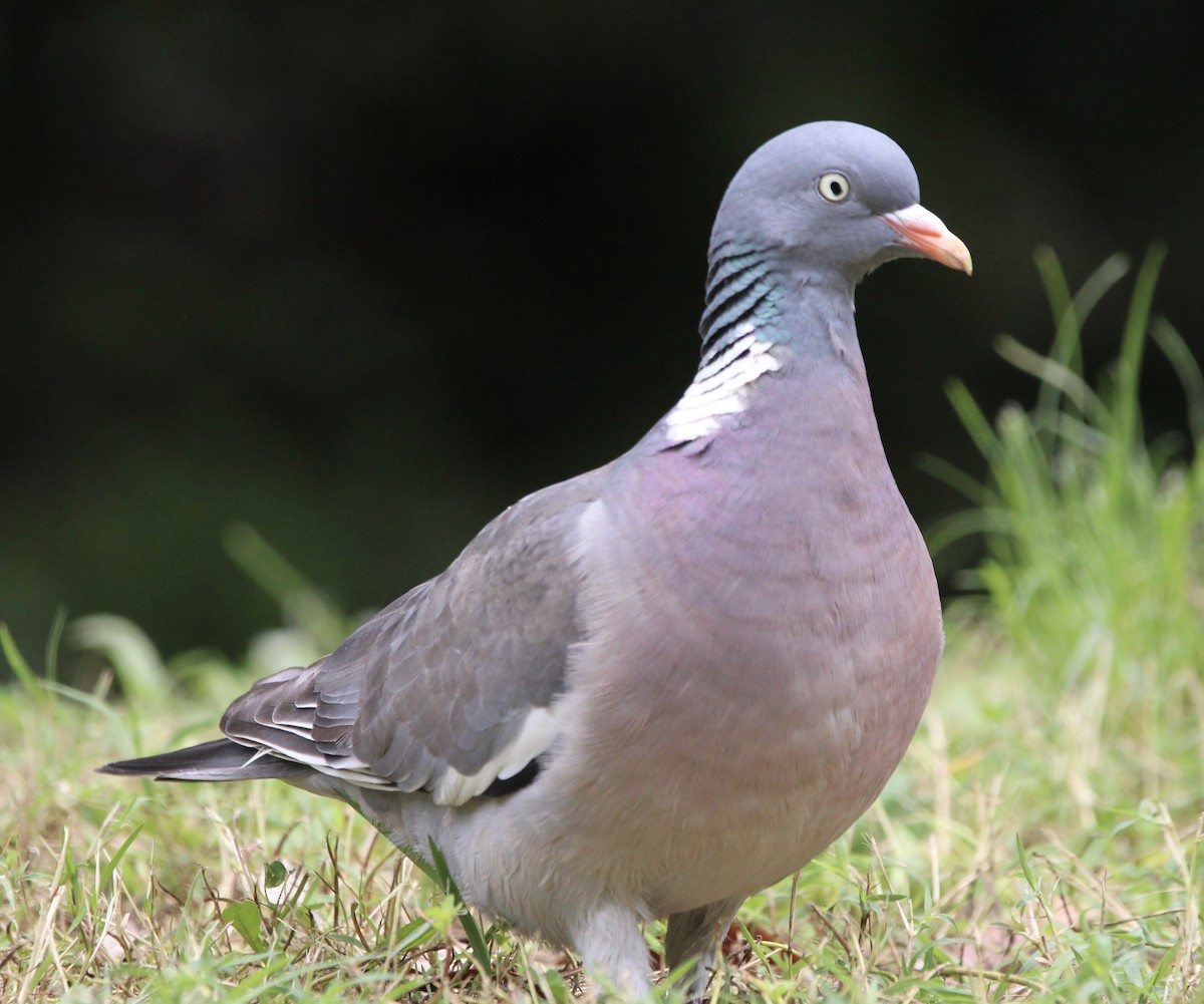 Common Wood-Pigeon - Randy Maharaj