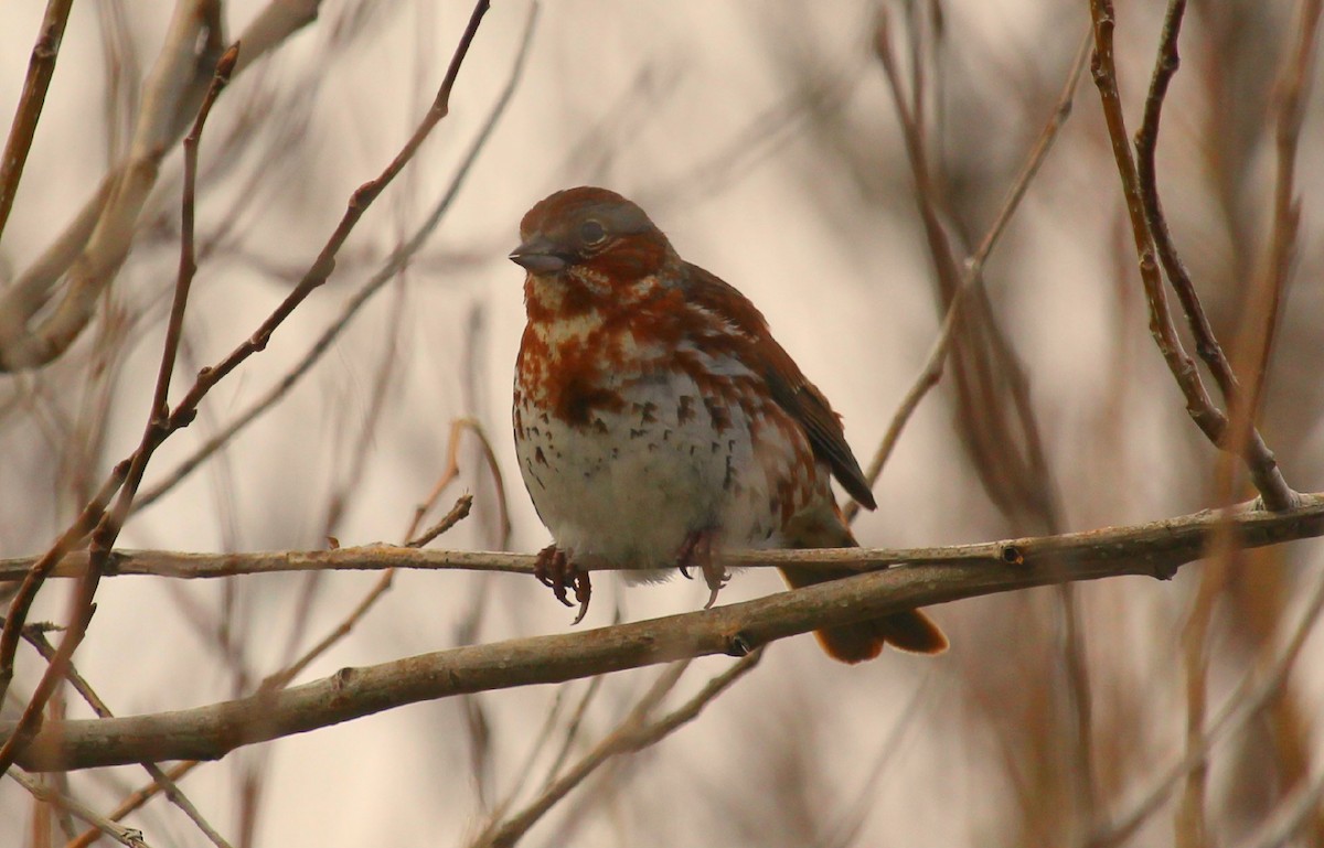 Fox Sparrow - Dorina Déraspe