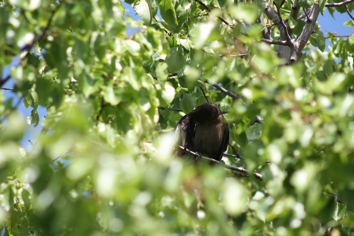 Great-tailed Grackle - Hayley Miles